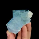 specimen video