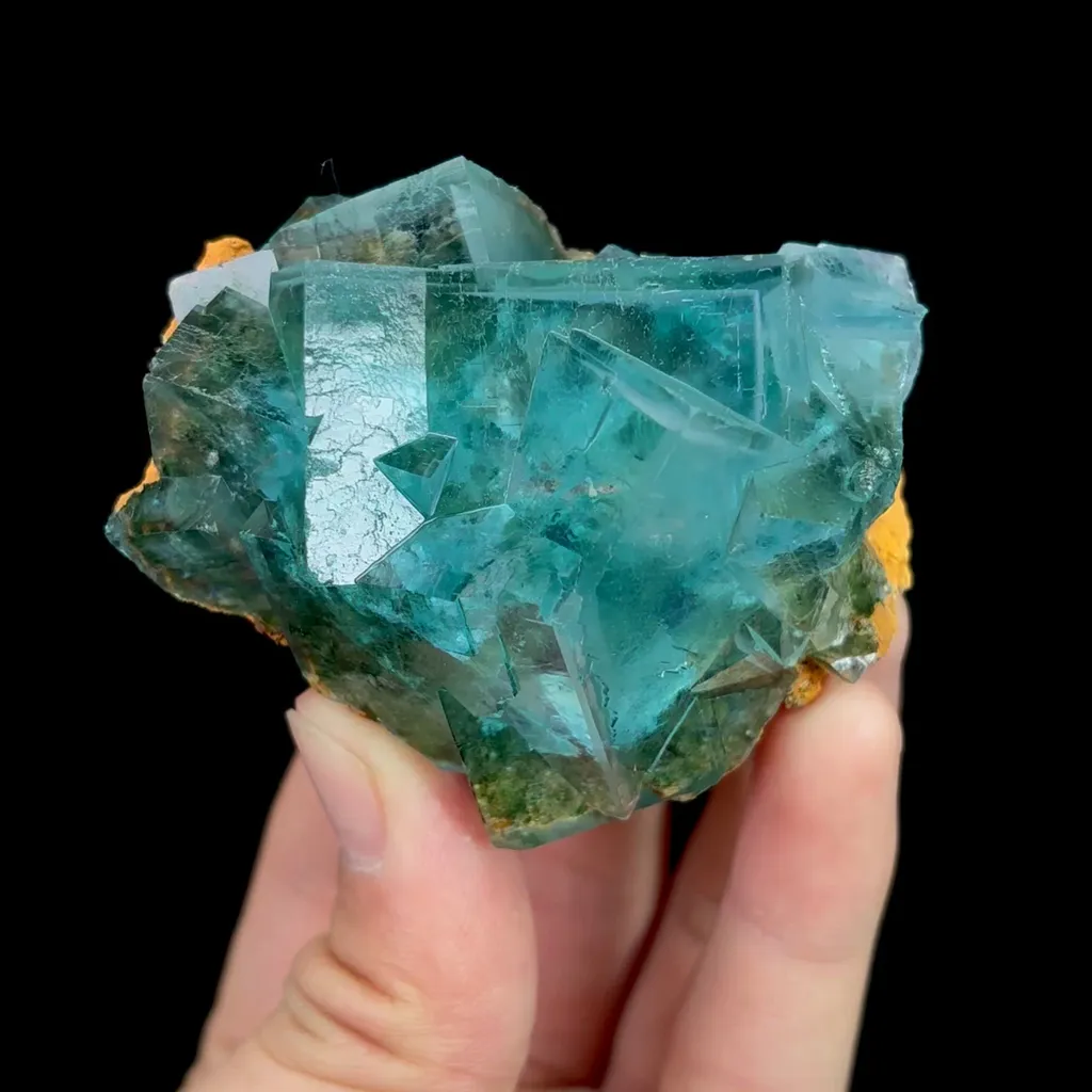 specimen video