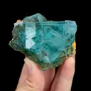specimen video