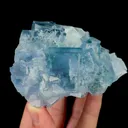 specimen video