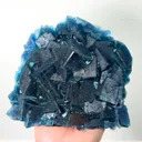 specimen video