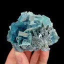 specimen video