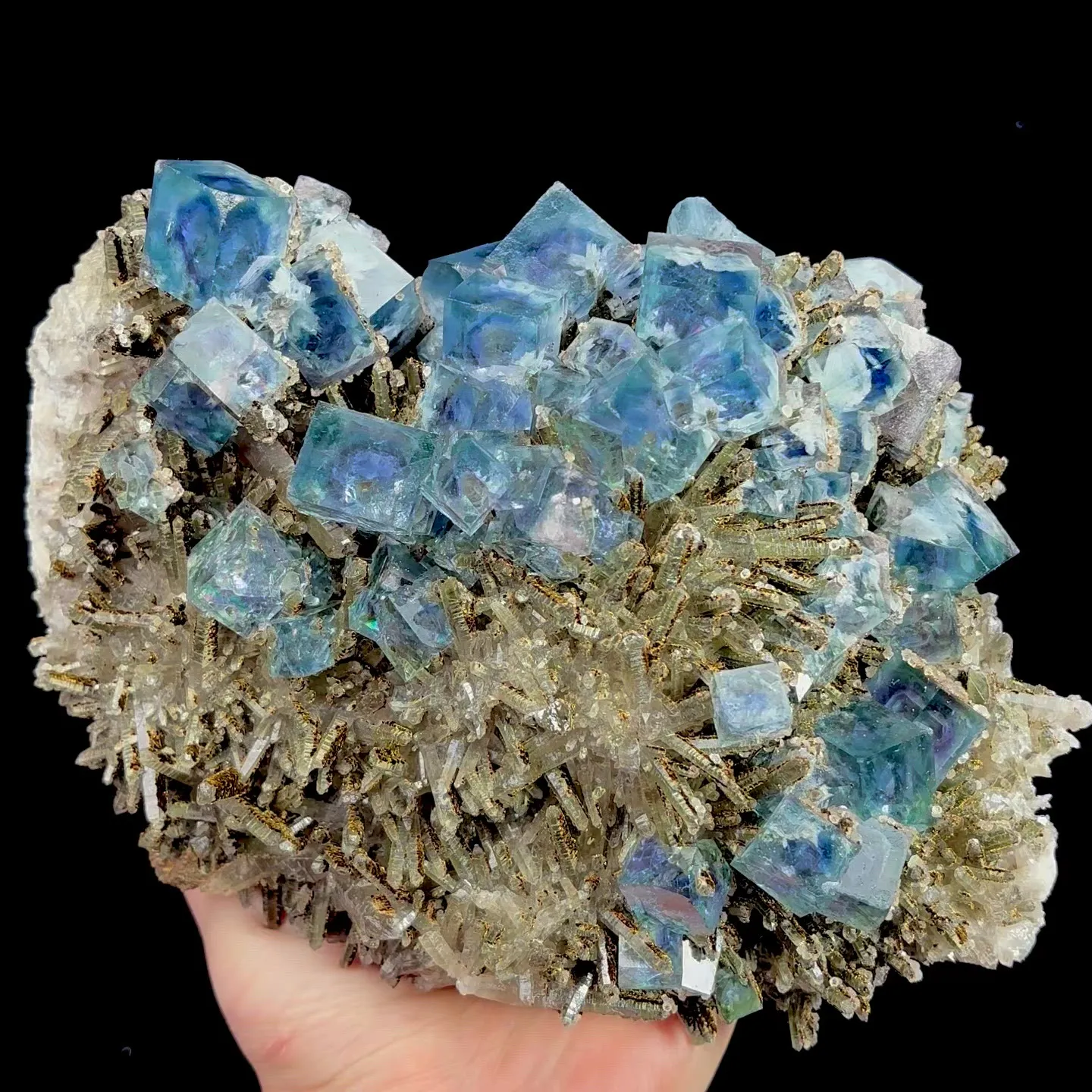 specimen video