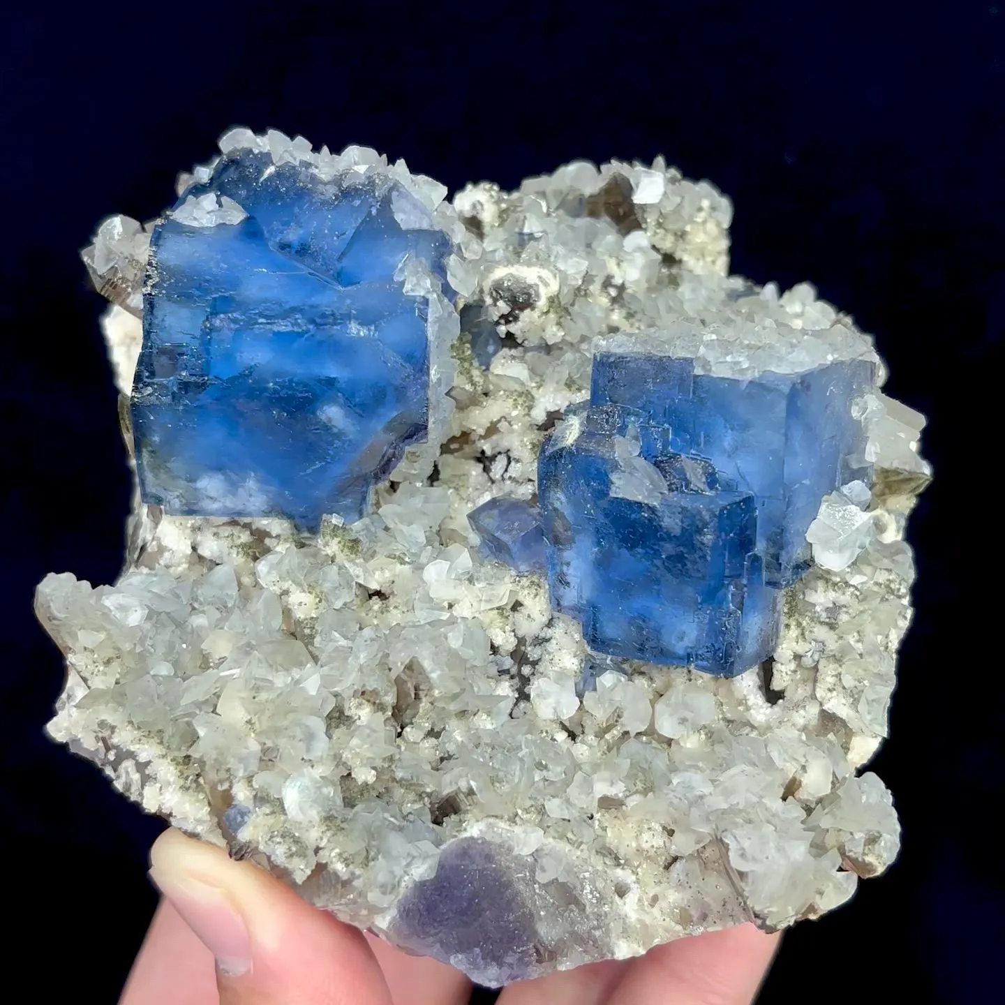 specimen video