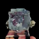 specimen video