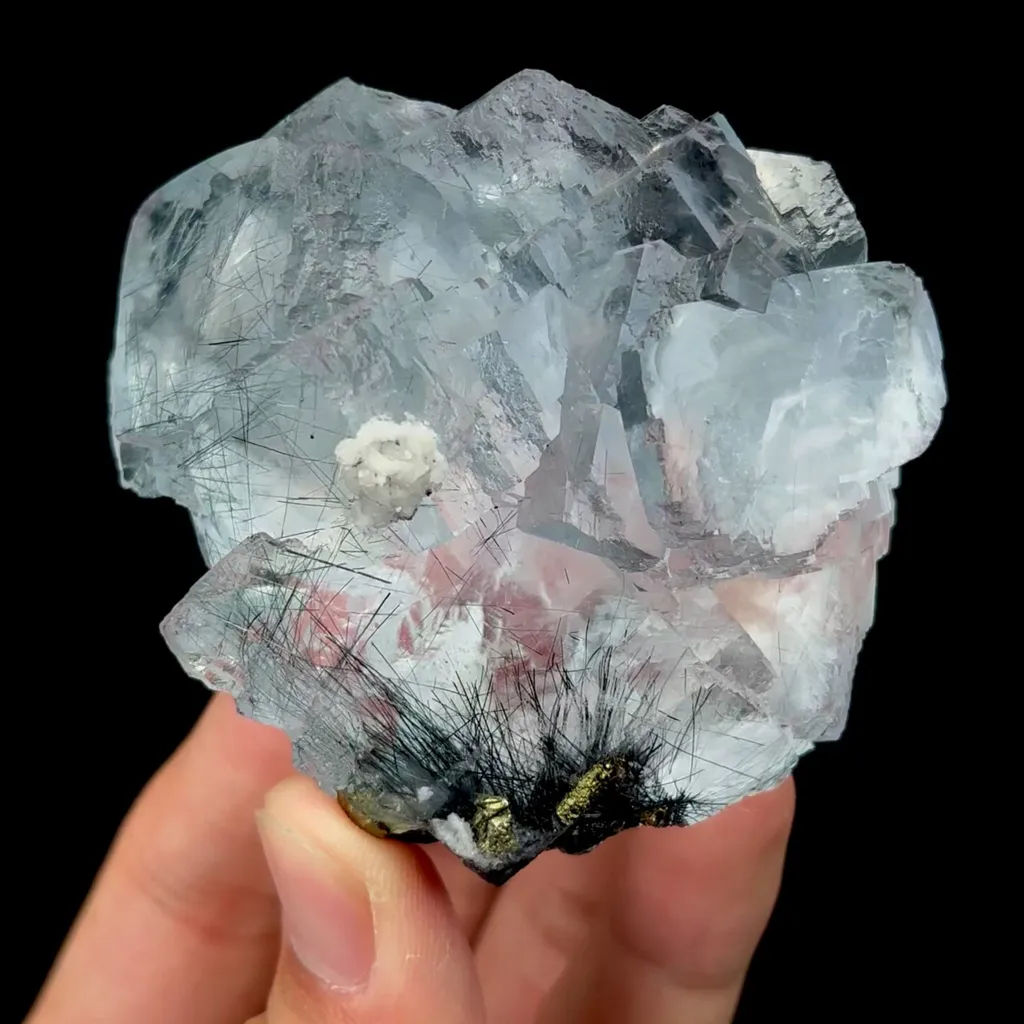 specimen video