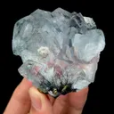 specimen video