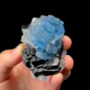 specimen video