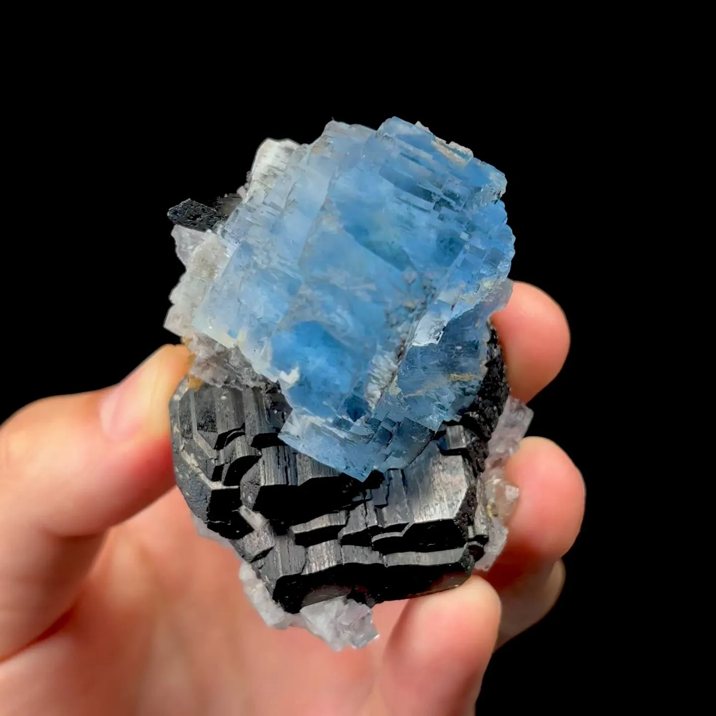 specimen video