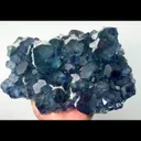 specimen video
