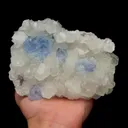 specimen video