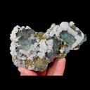 specimen video