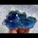 specimen video