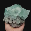 specimen video