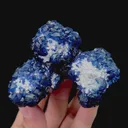 specimen video
