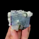 specimen video