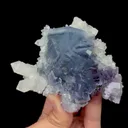 specimen video