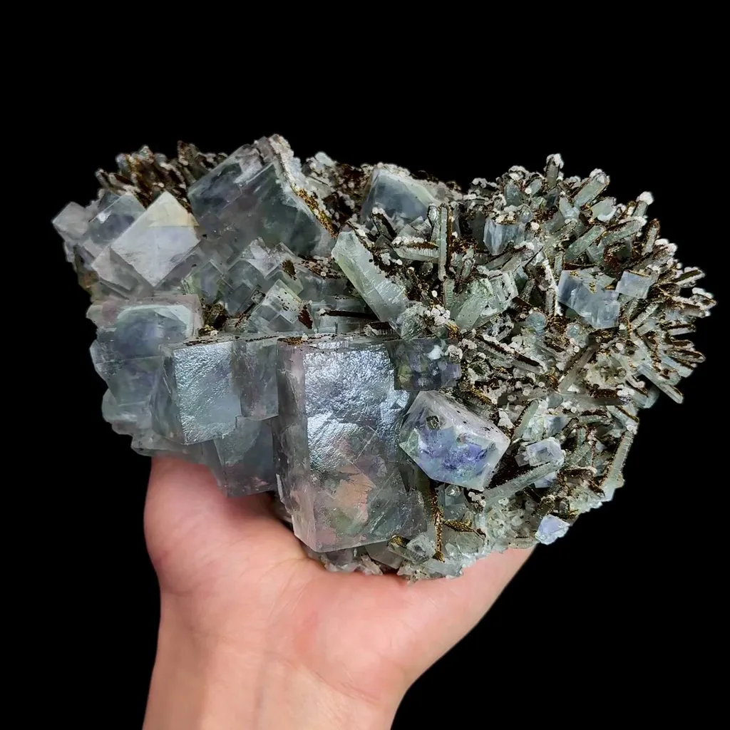 specimen video