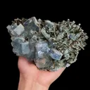 specimen video