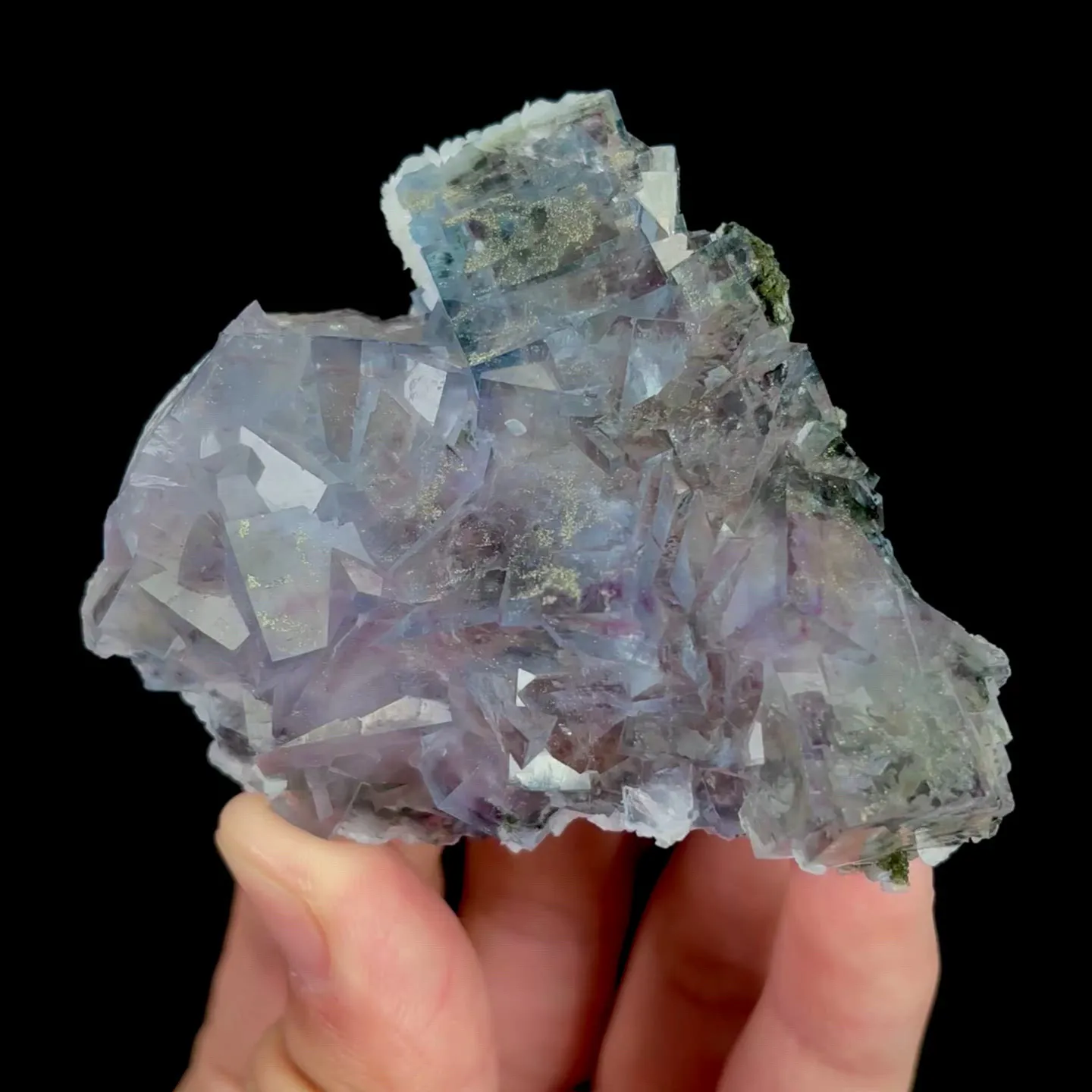 specimen video