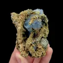 specimen video