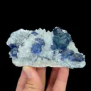 specimen video