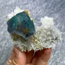 specimen video