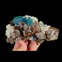 specimen video