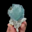 specimen video