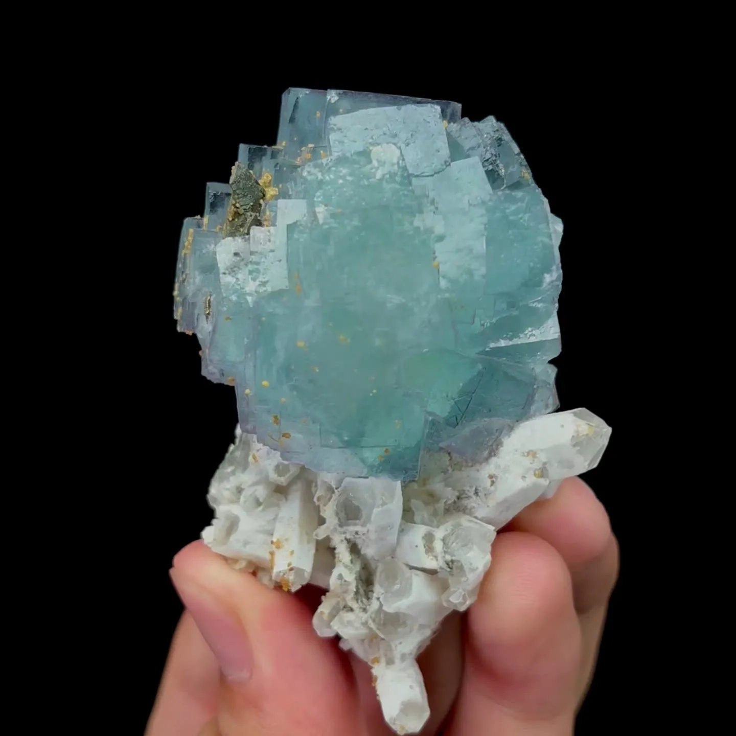 specimen video