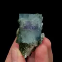 specimen video