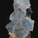specimen video