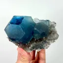 specimen video