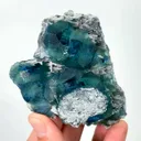 specimen video