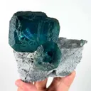 specimen video