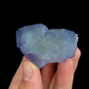 specimen video