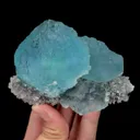 specimen video
