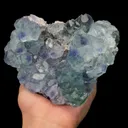 specimen video