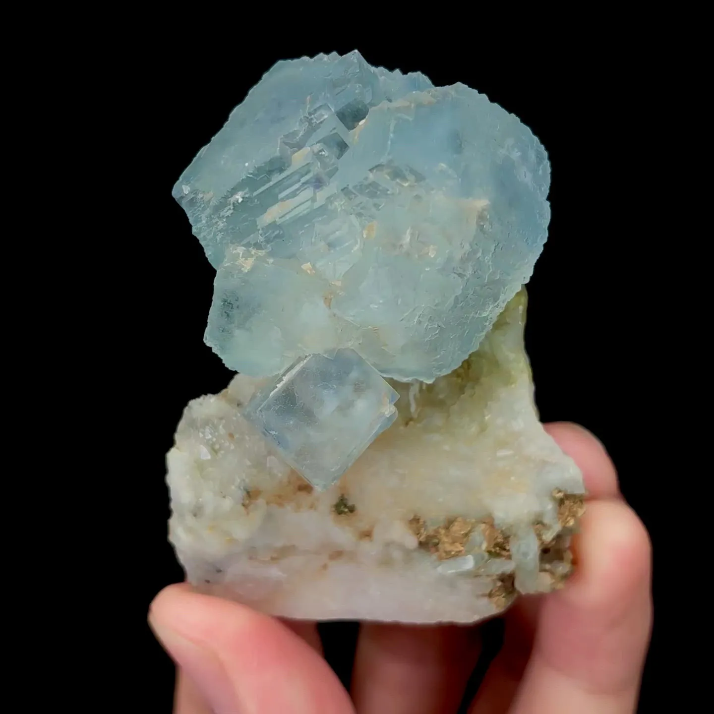 specimen video