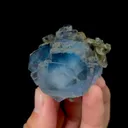 specimen video