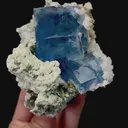 specimen video