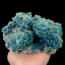 specimen video