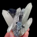 specimen video