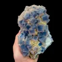 specimen video