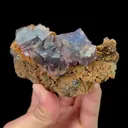 specimen video