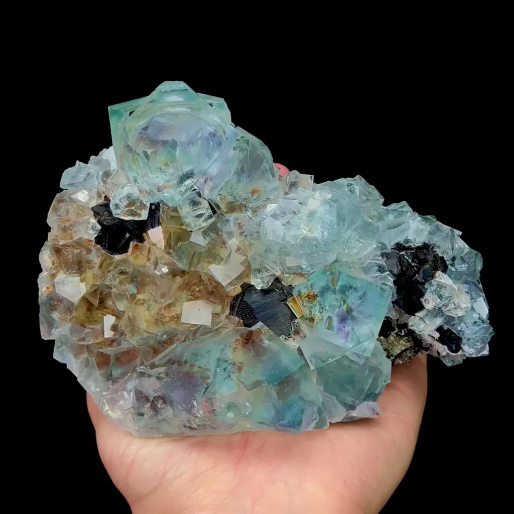 specimen video
