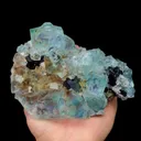 specimen video