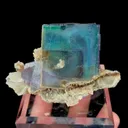 specimen video