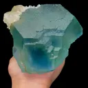 specimen video