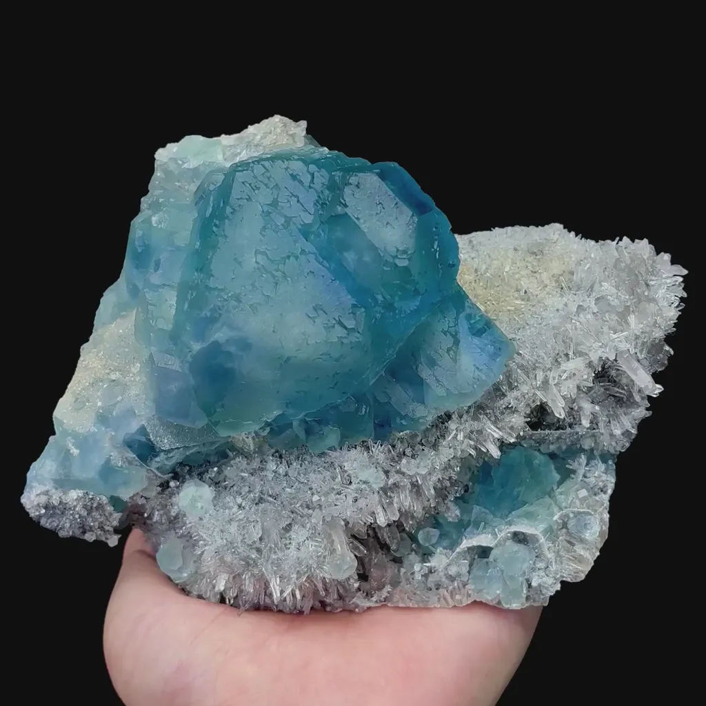 specimen video